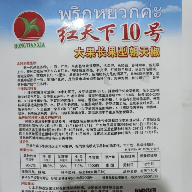 长把大果朝天椒红天下10号朝天椒种子早熟高产青红两用辣椒