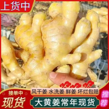 山东大姜【出口中东各国家】水洗姜/干姜/市场商超配送发货