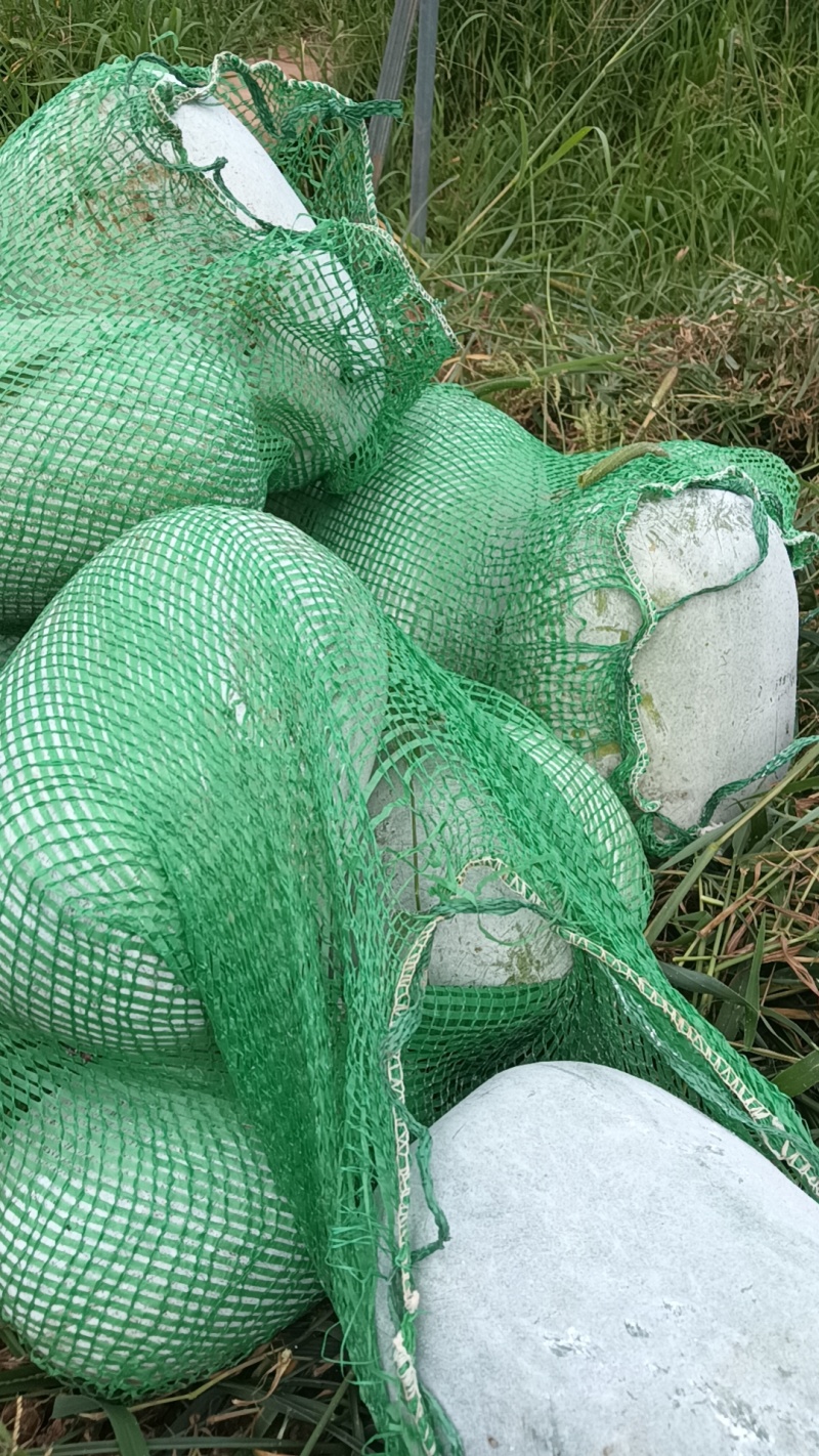 南充冬瓜，自家种植，有几百斤左石，需要的请联系。