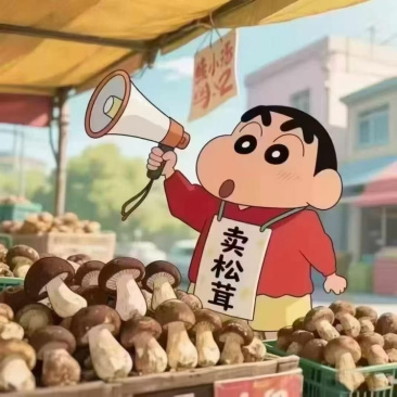 甘孜松茸