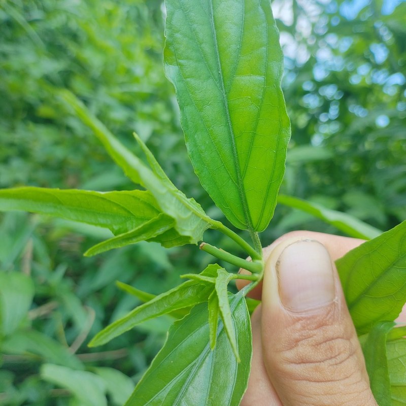 专注忧遁草种植