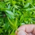 专注忧遁草种植
