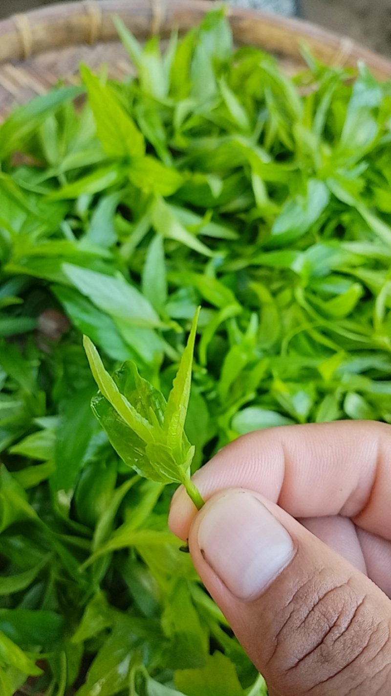 专注忧遁草种植