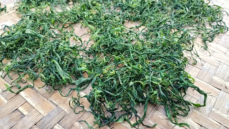 专注忧遁草种植