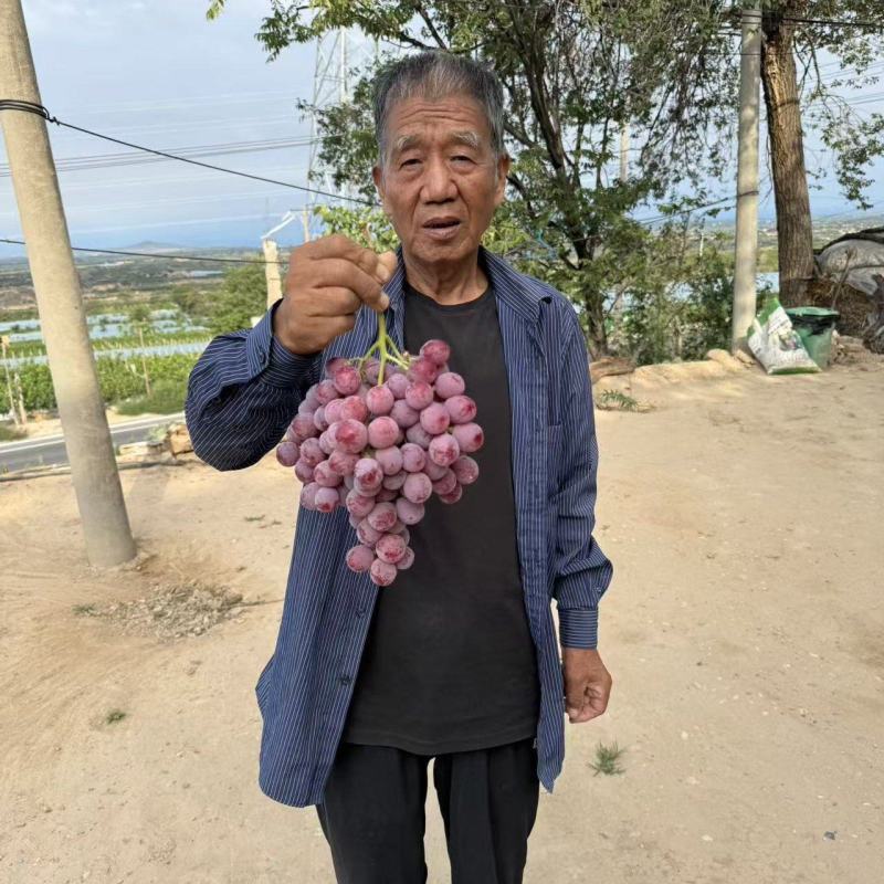 礼泉唐昭陵汤房坡一级精品红提；糖度高，口感好耐运输