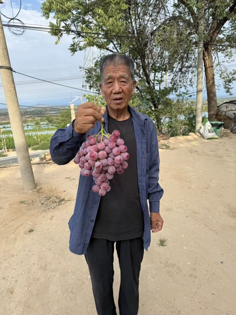 礼泉唐昭陵汤房坡一级精品红提；糖度高，口感好耐运输