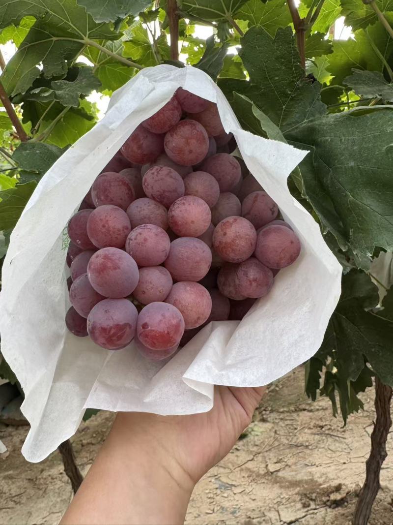 礼泉唐昭陵汤房坡一级精品红提；糖度高，口感好耐运输
