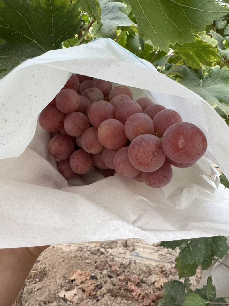礼泉唐昭陵汤房坡一级精品红提；糖度高，口感好耐运输