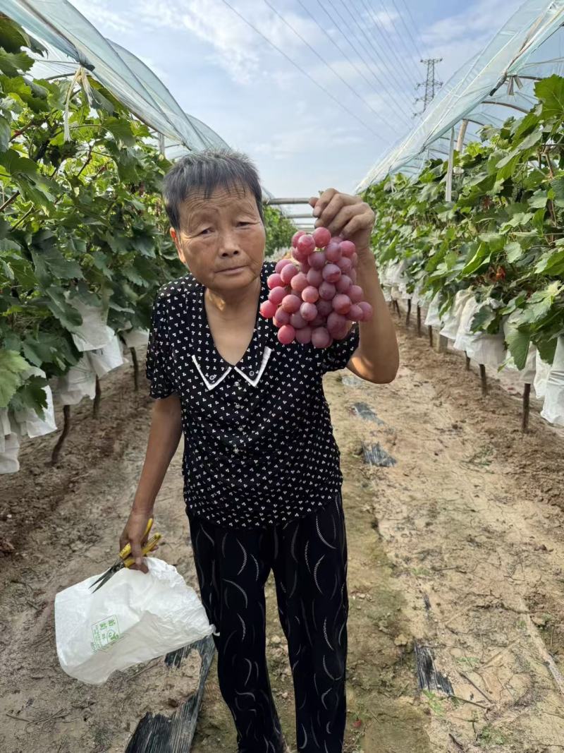 礼泉唐昭陵汤房坡一级精品红提；糖度高，口感好耐运输