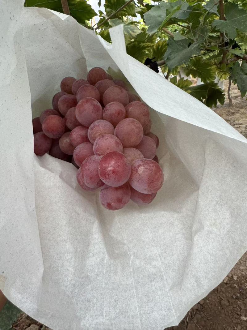 礼泉唐昭陵汤房坡一级精品红提；糖度高，口感好耐运输