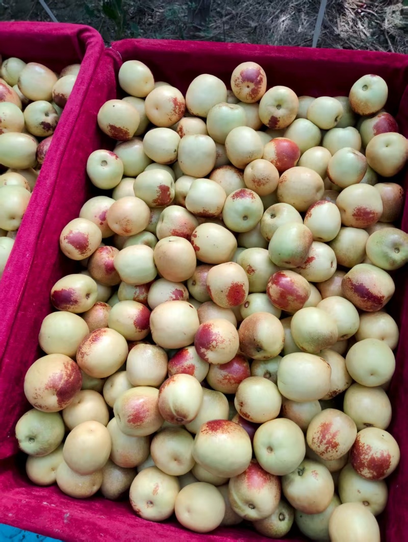 大荔冬枣