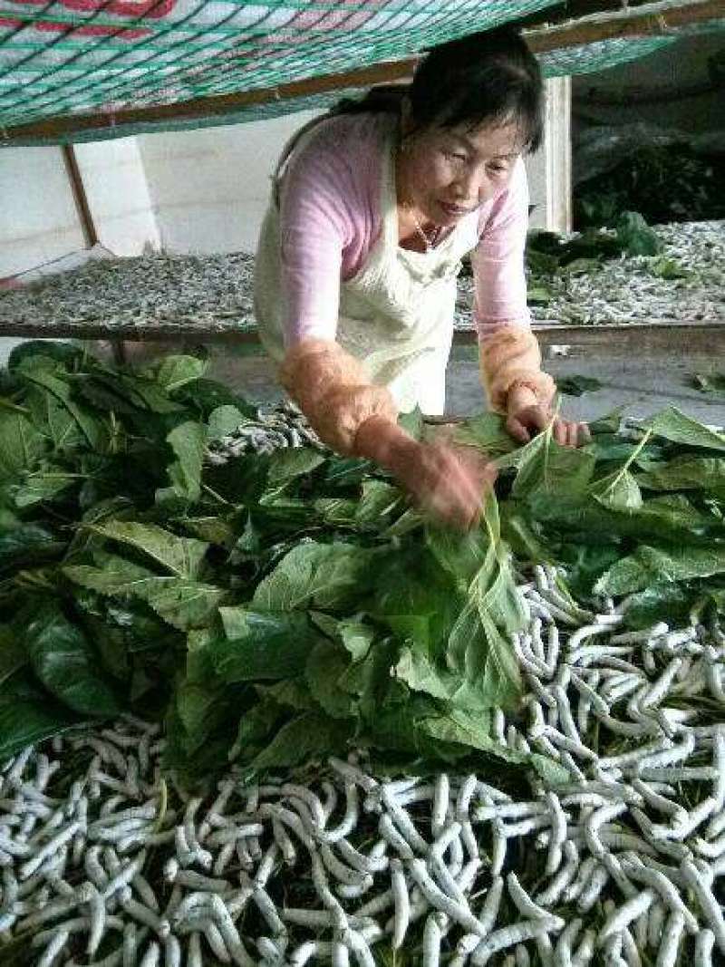 云南陆良蚕丝被
