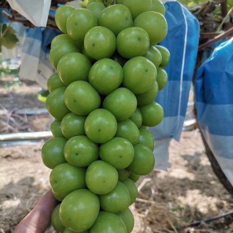 阳光攻瑰