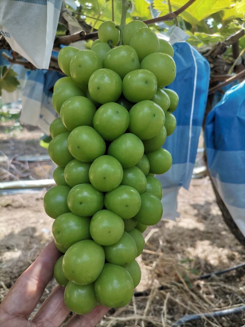 阳光攻瑰