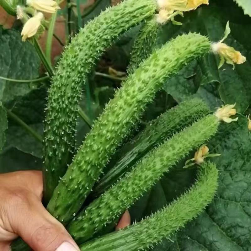 新鲜黄瓜扭电商一件代发