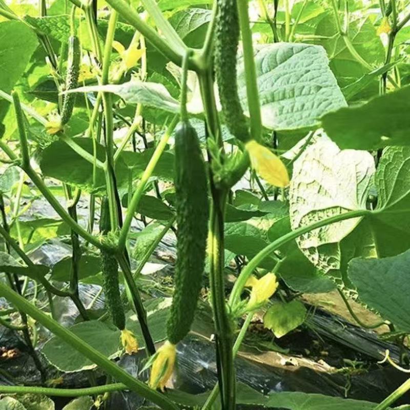 新鲜黄瓜扭电商一件代发