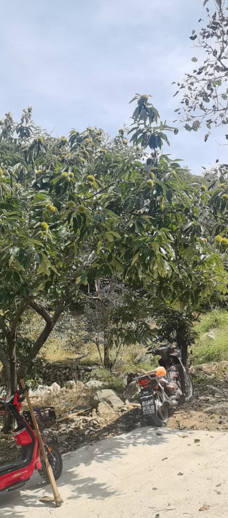 泰山板栗