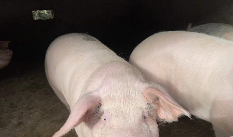纯粮食猪，没喂过饲料，养了一年多，正宗土猪肉
