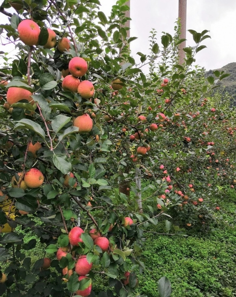 昭通苹果基地代办代收代发小件整车欢迎各位大佬对接洽谈