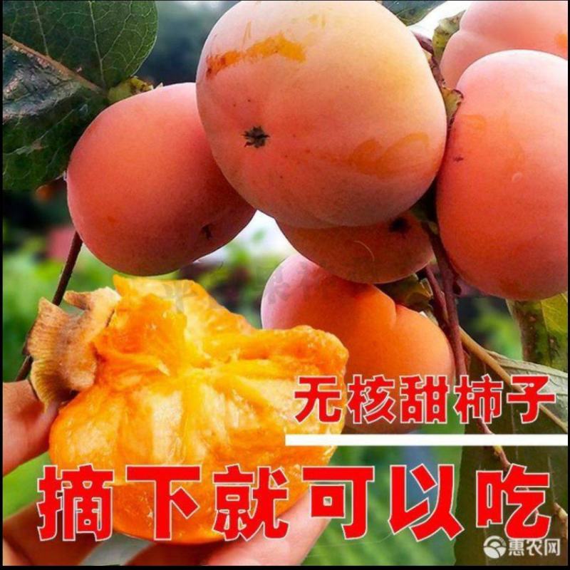 甜脆柿子苗甜脆柿子树苗，适合南北方种植，基地直销三包发