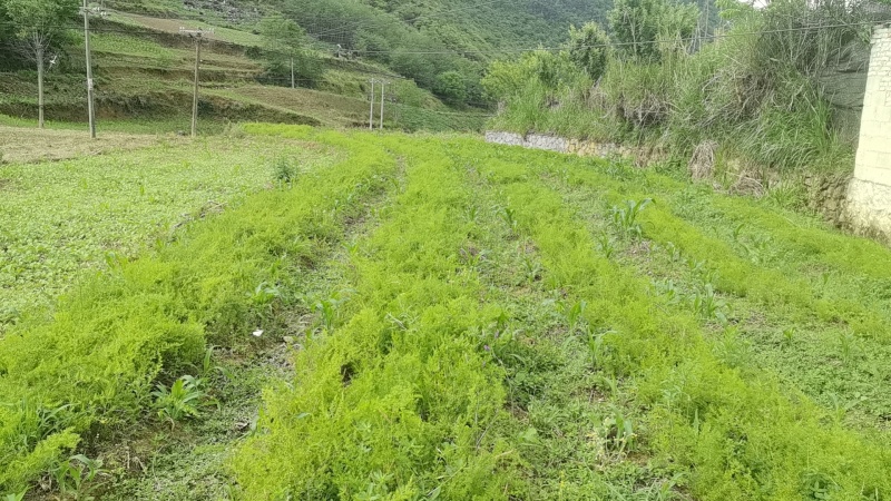 正宗云南小天冬种子
