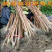 甜脆柿子苗甜脆柿子树苗，适合南北方种植，基地直销三包发