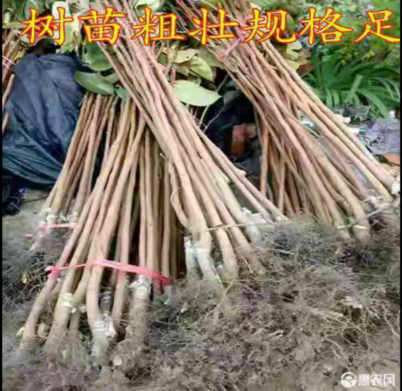 甜脆柿子苗甜脆柿子树苗，适合南北方种植，基地直销三包发