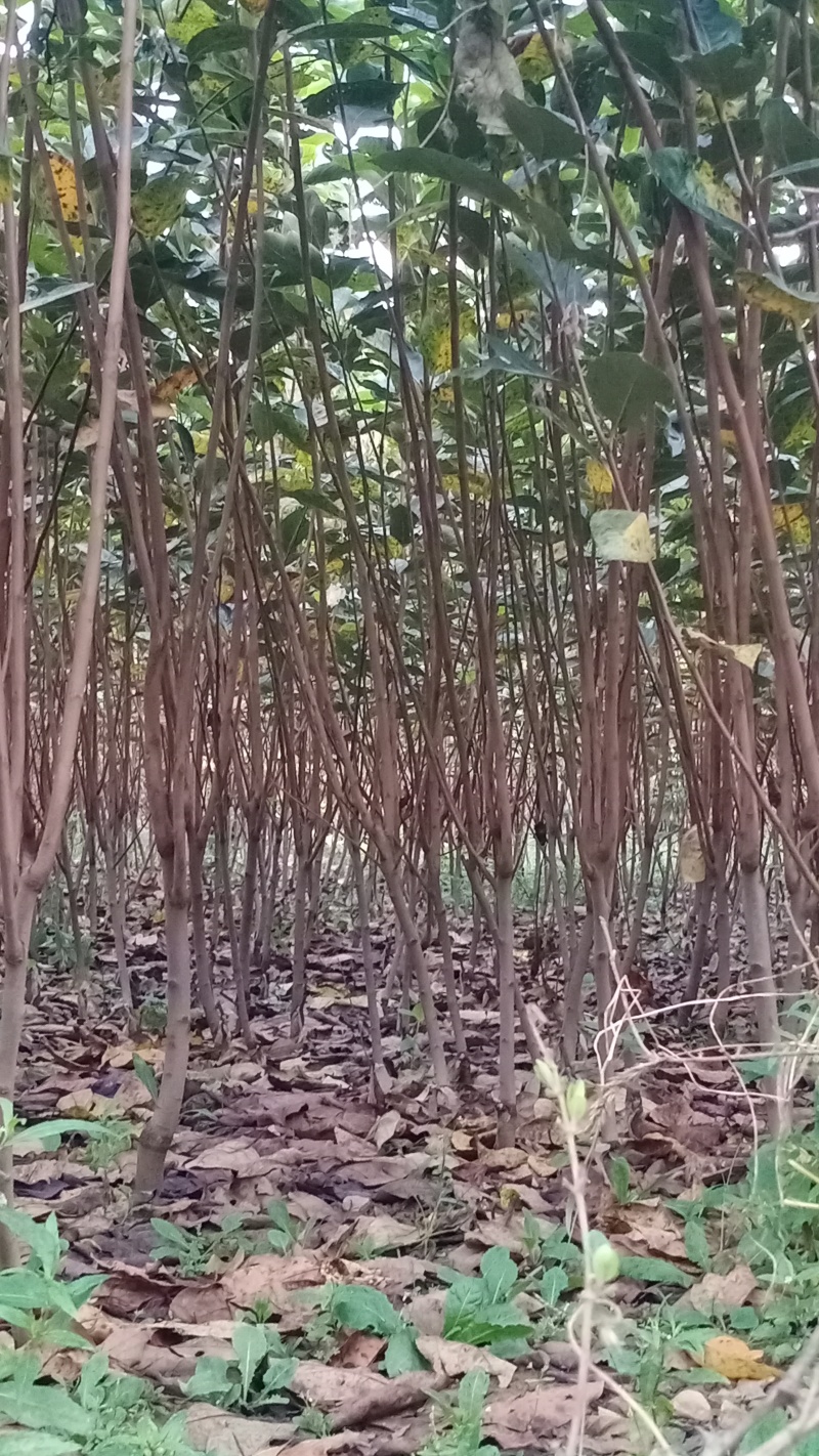 甜脆柿子苗甜脆柿子树苗，适合南北方种植，基地直销三包发