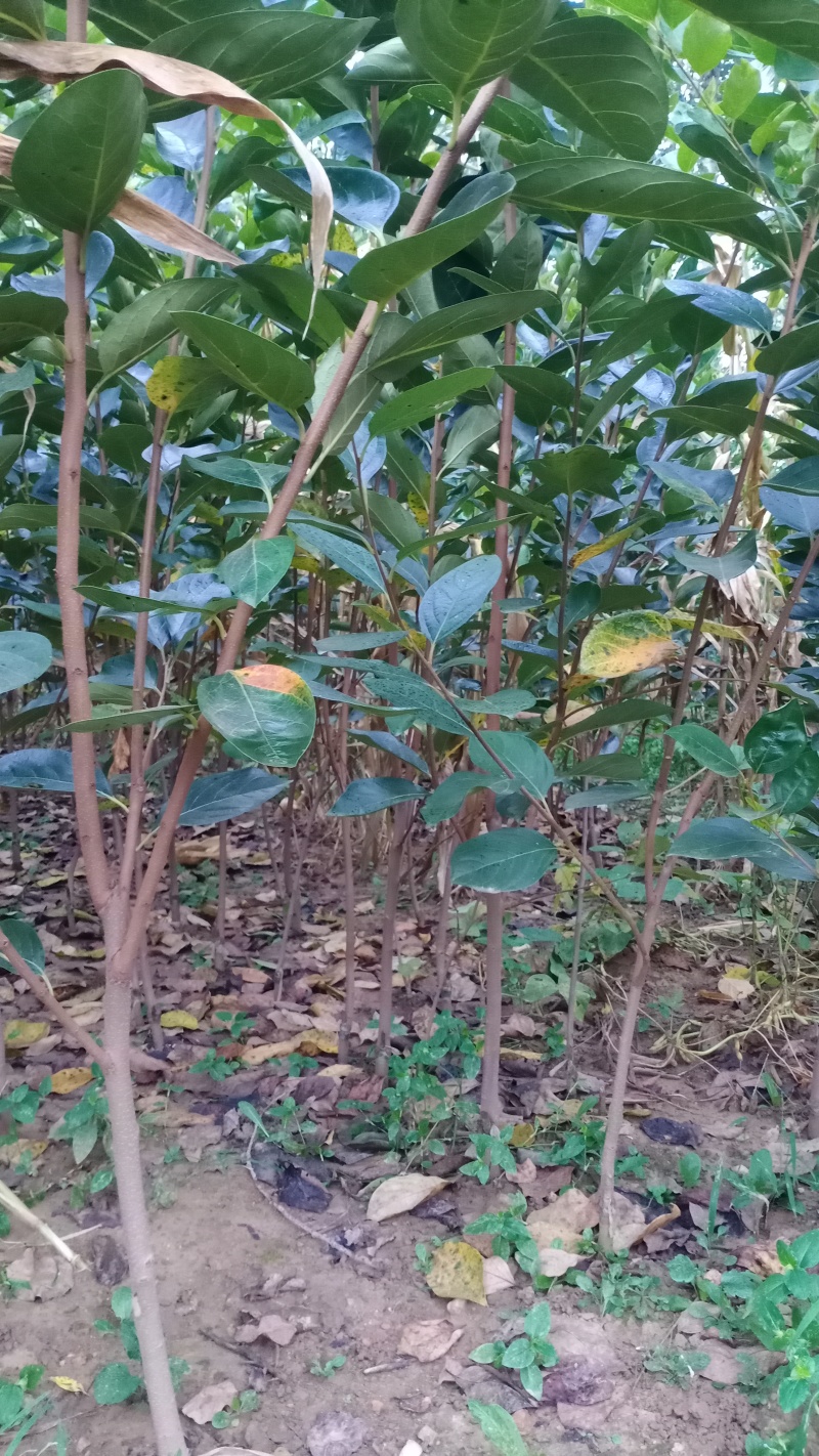 甜脆柿子苗甜脆柿子树苗，适合南北方种植，基地直销三包发