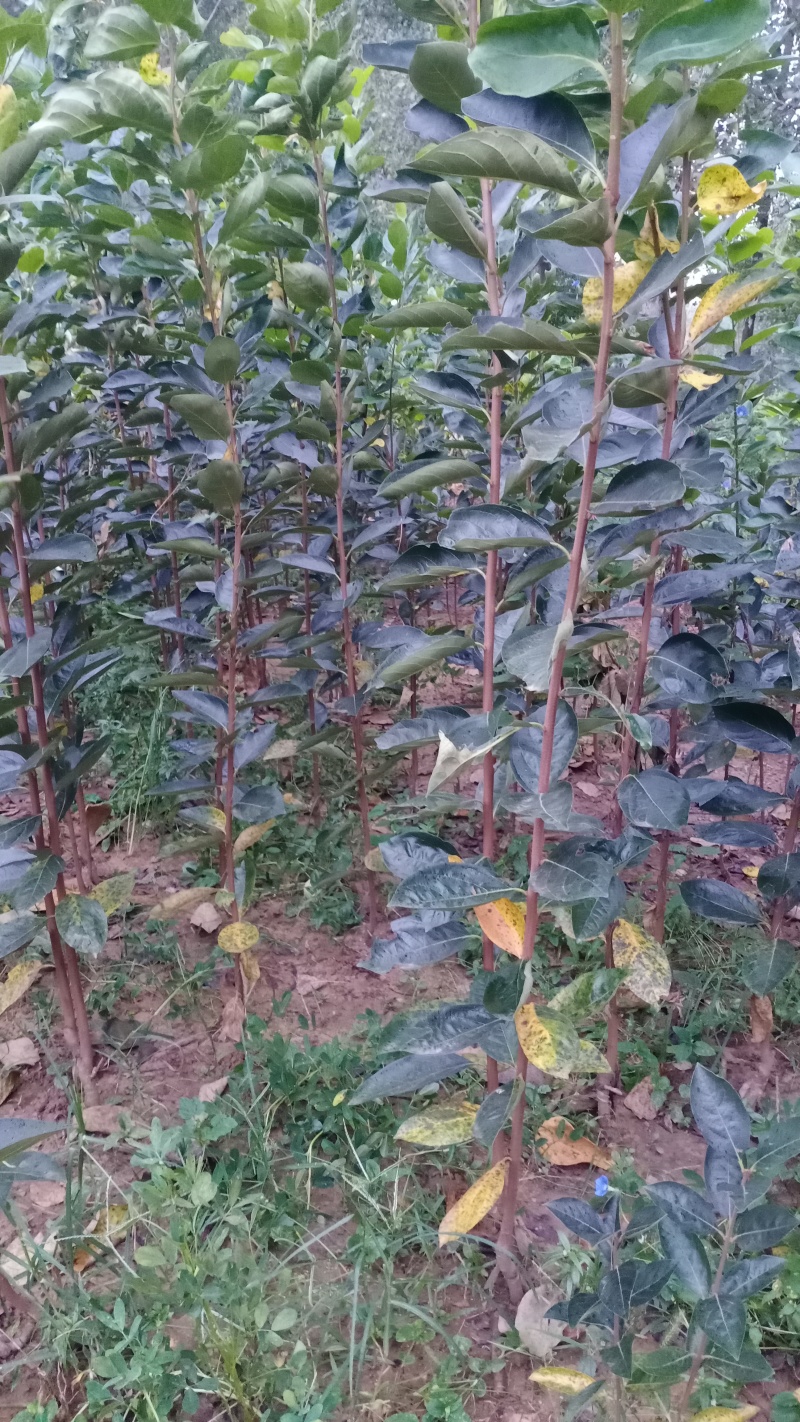 甜脆柿子苗甜脆柿子树苗，适合南北方种植，基地直销三包发