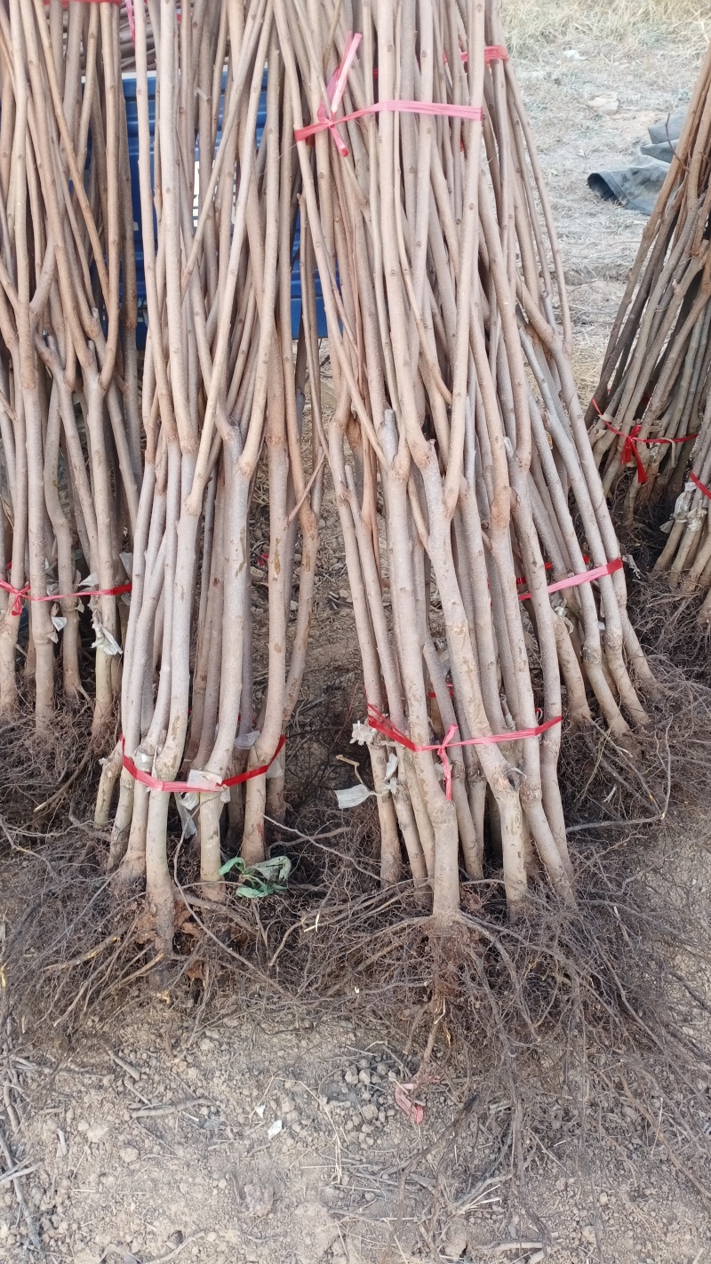 甜脆柿子苗甜脆柿子树苗，适合南北方种植，基地直销三包发
