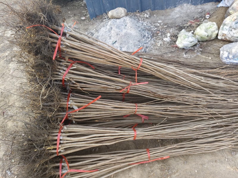 甜脆柿子苗甜脆柿子树苗，适合南北方种植，基地直销三包发