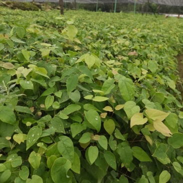 高含量高萌发柔毛淫羊藿种苗