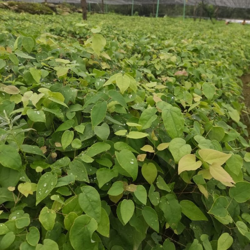 高含量高萌发柔毛淫羊藿种苗