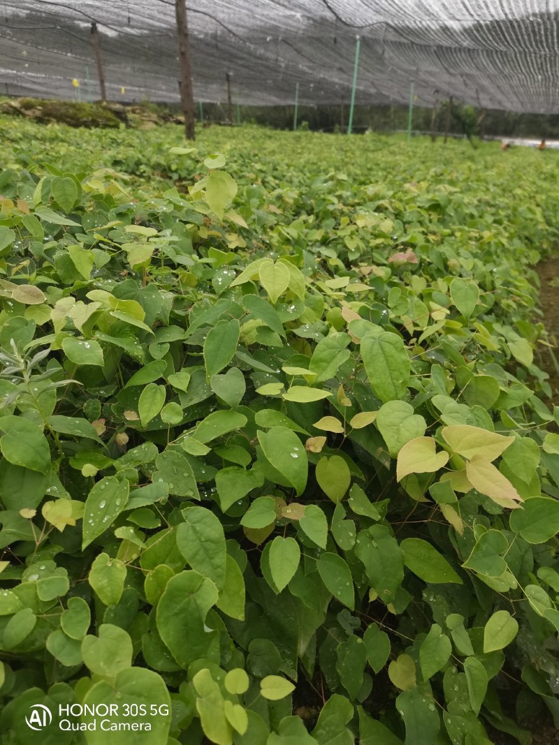 高含量高萌发柔毛淫羊藿种苗