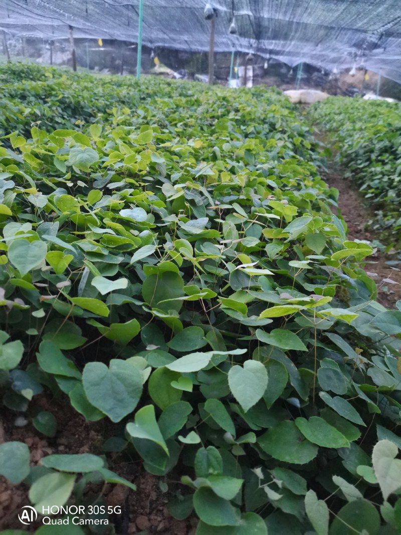 高含量高萌发柔毛淫羊藿种苗