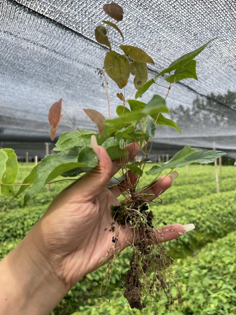 高含量高萌发柔毛淫羊藿种苗