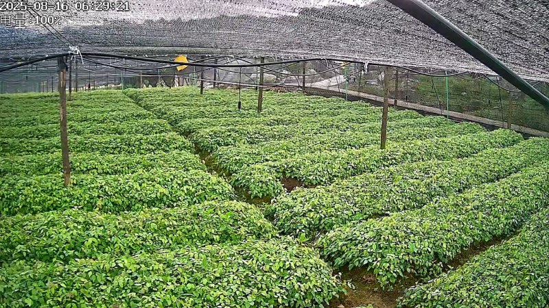 高含量高萌发柔毛淫羊藿种苗