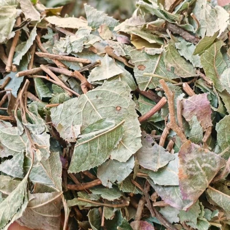 平地木不出林中药材矮地茶新货叶下红紫金牛优质平地木包