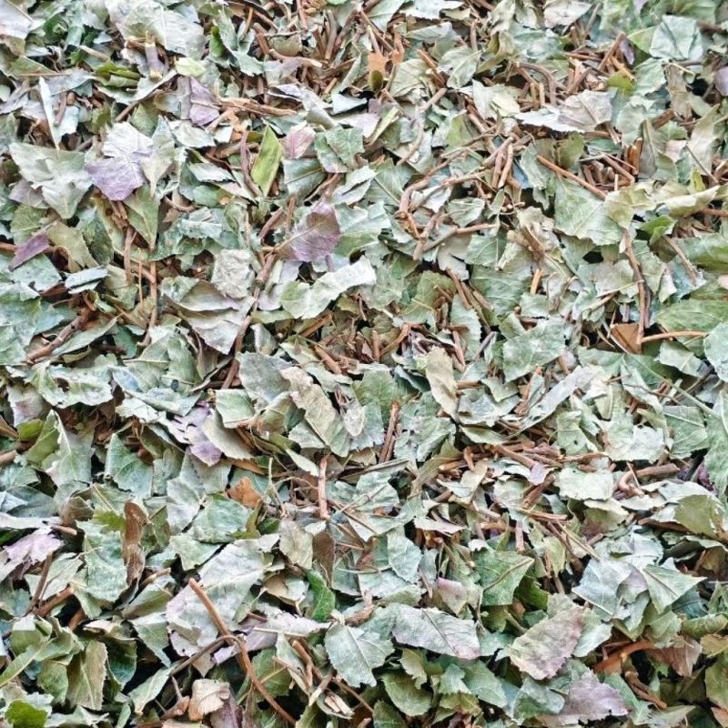 平地木不出林中药材矮地茶新货叶下红紫金牛优质平地木包