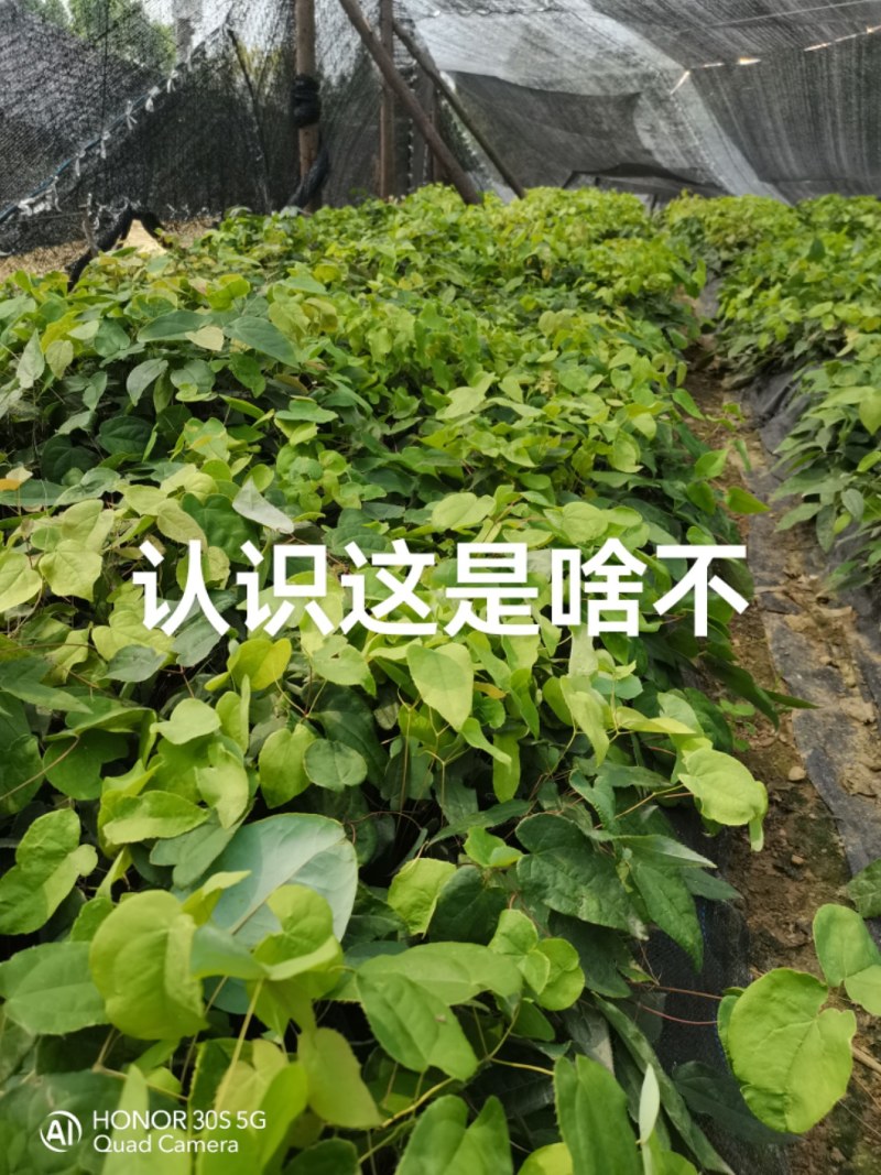 高含量高萌发柔毛淫羊藿种苗