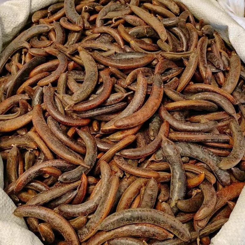 猪牙皂角中药材小皂角皂荚皂角小牙皂新货小皂荚猪牙皂