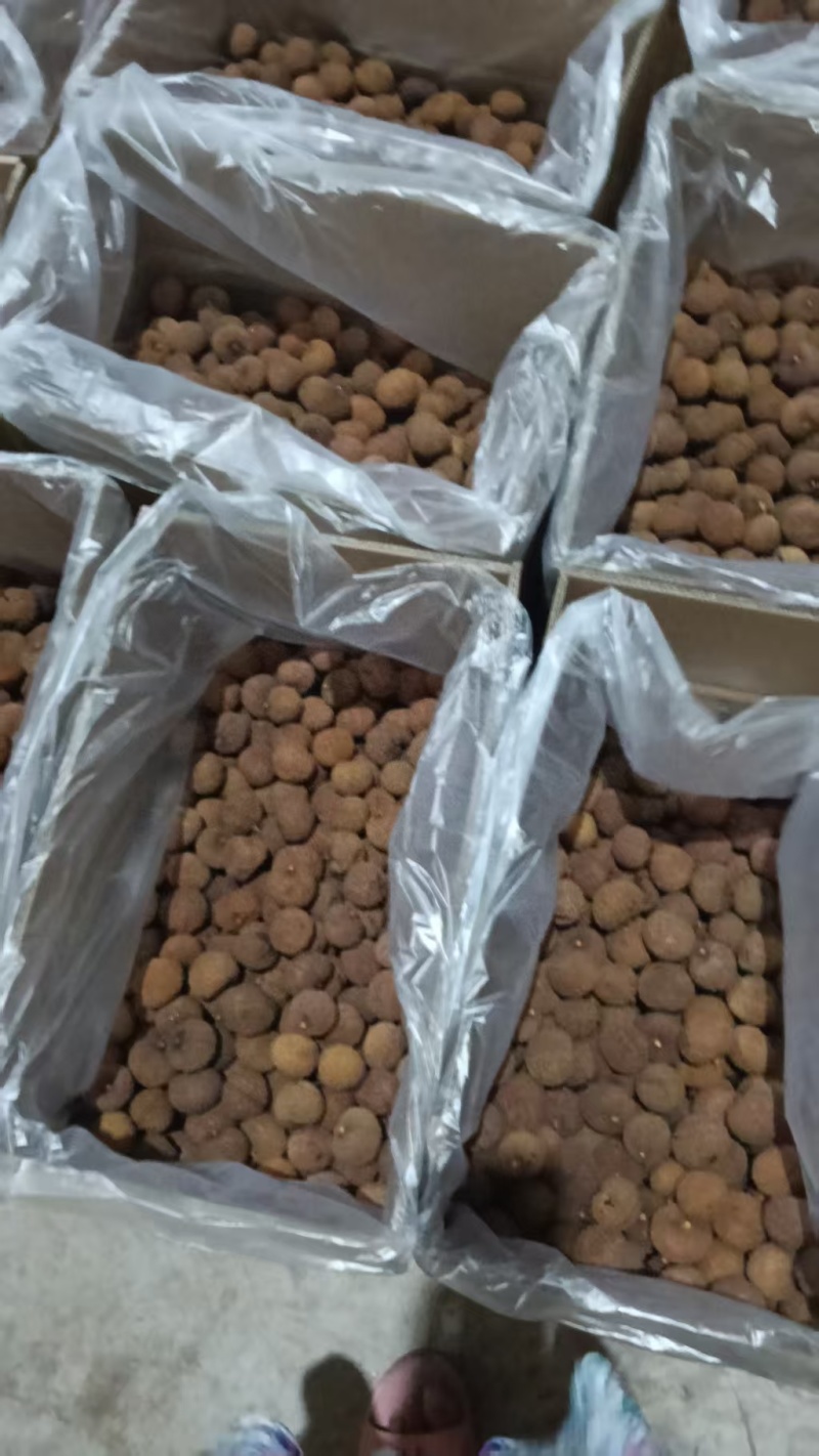 广西玉林荔枝干货量充足常年供货对接电商欢迎选购