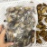 淡干鲍鱼干鲜活鲍鱼加工海产品干制品商用批发