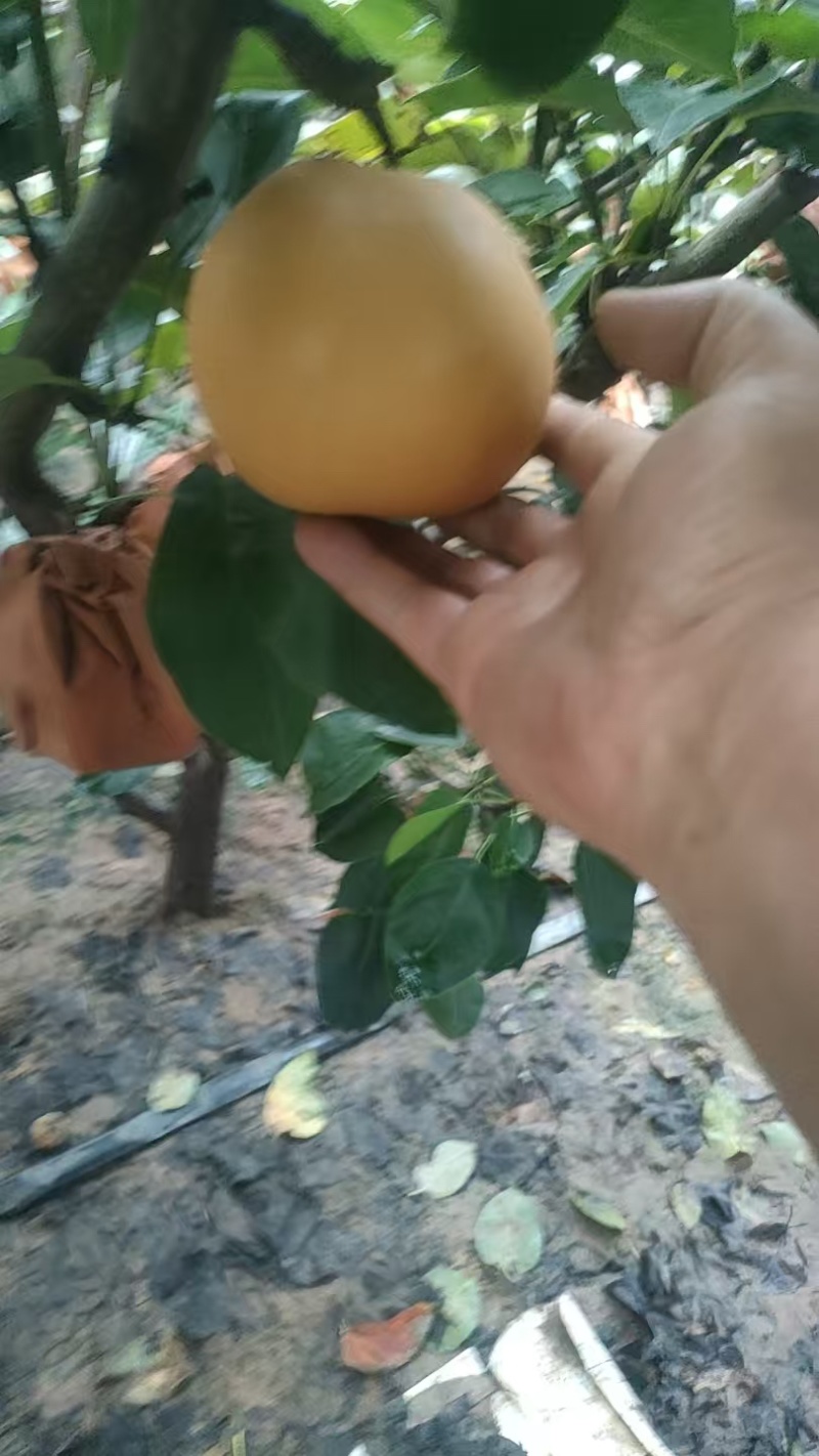 秋月梨大量有货产地直发保质保量一手货源服务周到