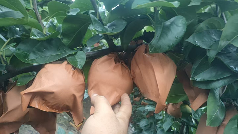 秋月梨大量有货产地直发保质保量一手货源服务周到