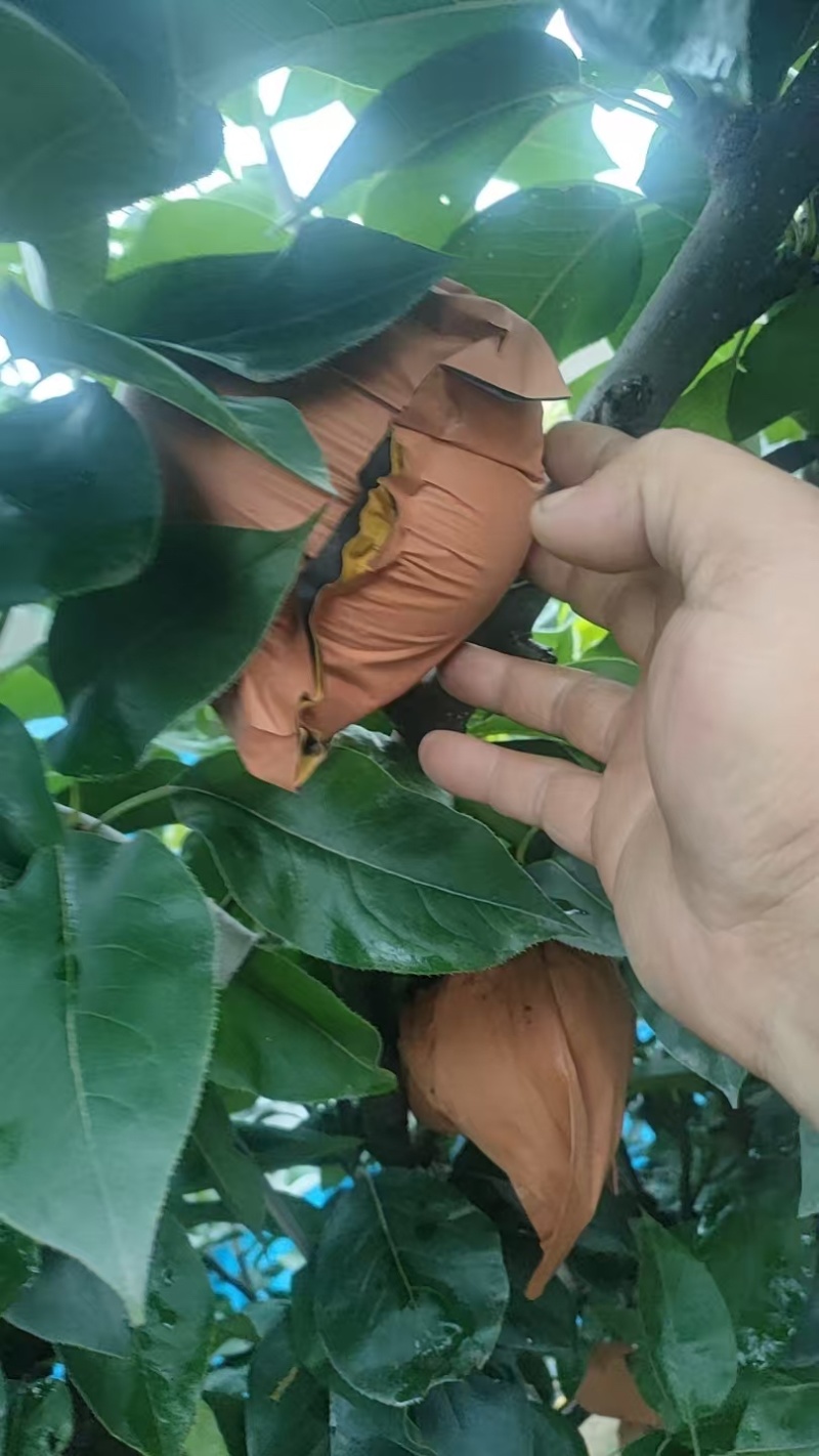 秋月梨大量有货产地直发保质保量一手货源服务周到