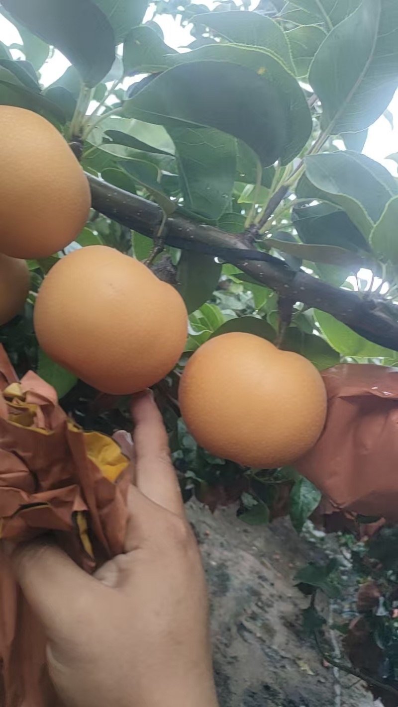 秋月梨大量有货产地直发保质保量一手货源服务周到