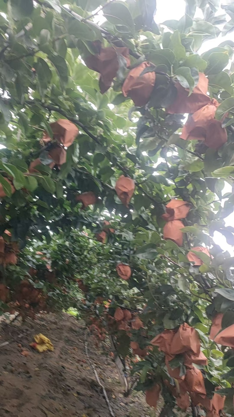 秋月梨大量有货产地直发保质保量一手货源服务周到