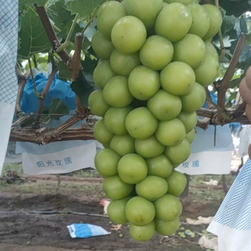 阳光玫瑰大量上市货源充足产地直发质量保障